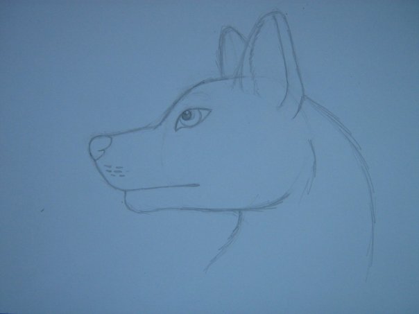 Урок: Рисуем волка. Секрет рисования шерсти.Простенький урок X_25b3bd6f