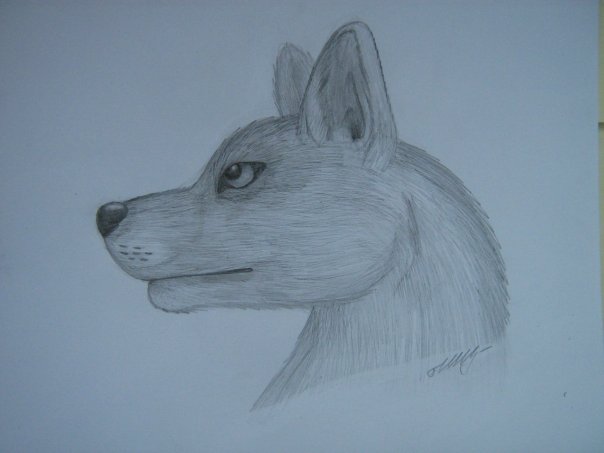 Урок: Рисуем волка. Секрет рисования шерсти.Простенький урок X_64925dc5