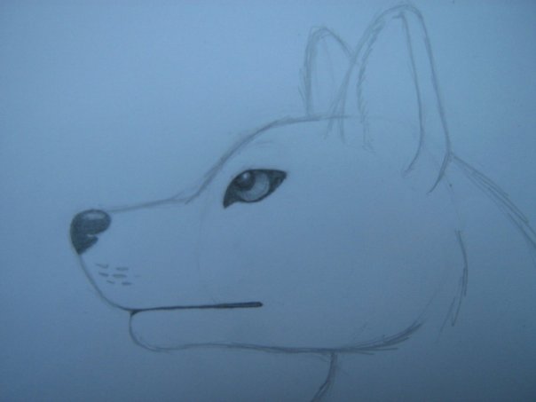 Урок: Рисуем волка. Секрет рисования шерсти.Простенький урок X_6af7b480