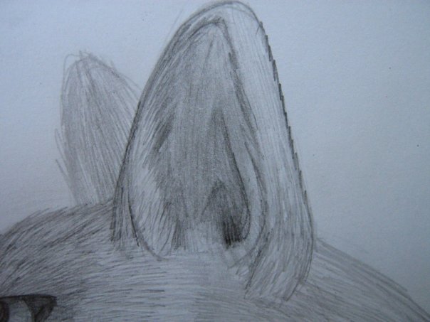 Урок: Рисуем волка. Секрет рисования шерсти.Простенький урок X_885d239e