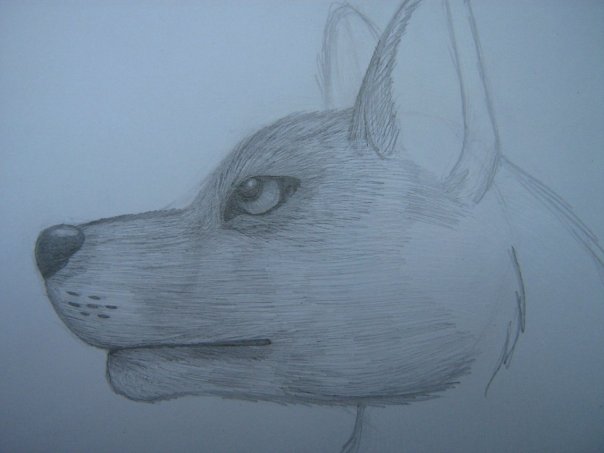 Урок: Рисуем волка. Секрет рисования шерсти.Простенький урок X_8ecaff1e