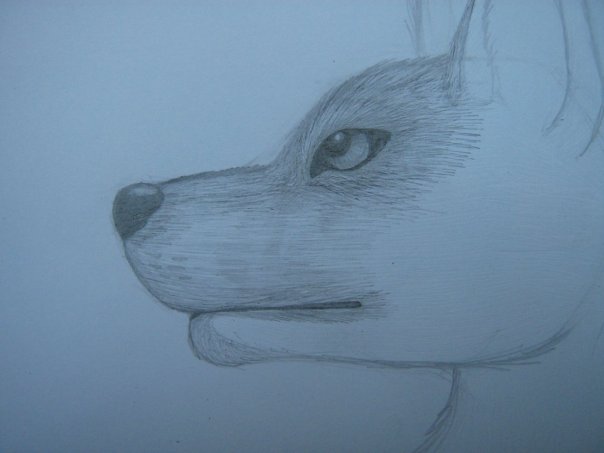 Урок: Рисуем волка. Секрет рисования шерсти.Простенький урок X_931c4a1f