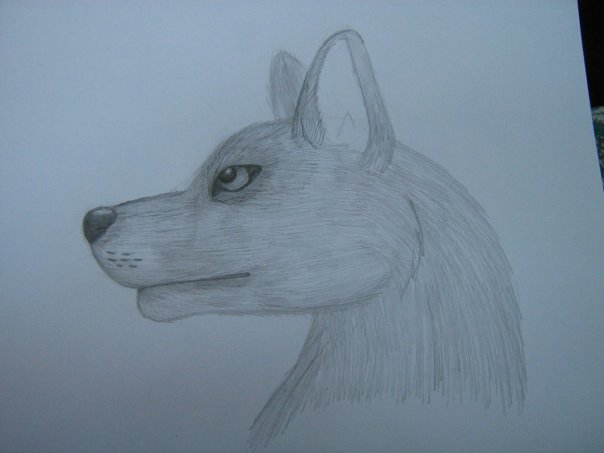 Урок: Рисуем волка. Секрет рисования шерсти.Простенький урок X_98bb26d4