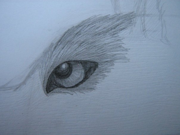 Урок: Рисуем волка. Секрет рисования шерсти.Простенький урок X_9fd05346